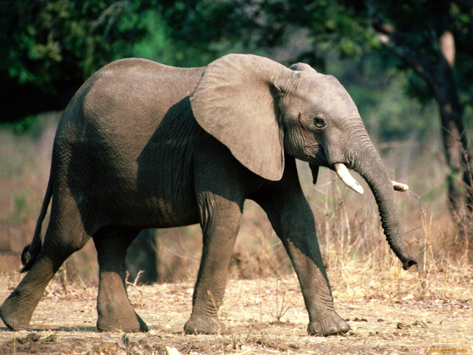 sure, footed, young, african, elephant, , 